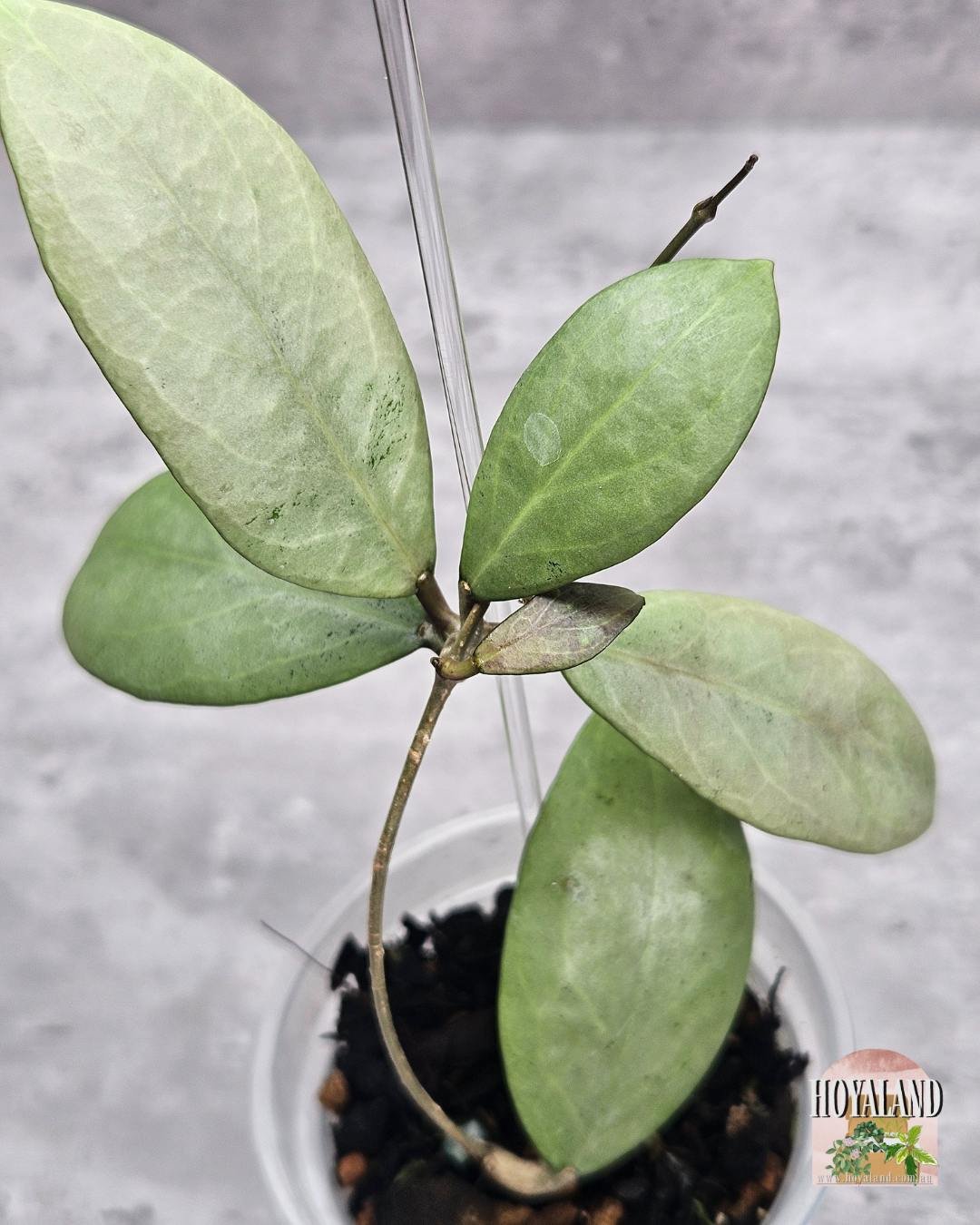 Hoya biruensis | Single Bloom Hoya | Formerly aff. spartioides